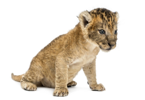 Lion cub sitting, 16 days old, isolated on white - Photo, Image