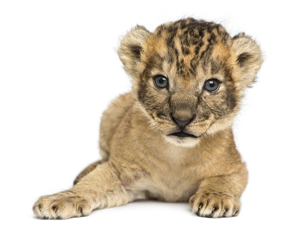 Lion cub, fekve, 16 napos, elszigetelt, a fehér - Fotó, kép
