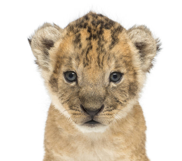 Крупный план львиного детёныша, 16 дней от роду, изолированный на белом
 - Фото, изображение