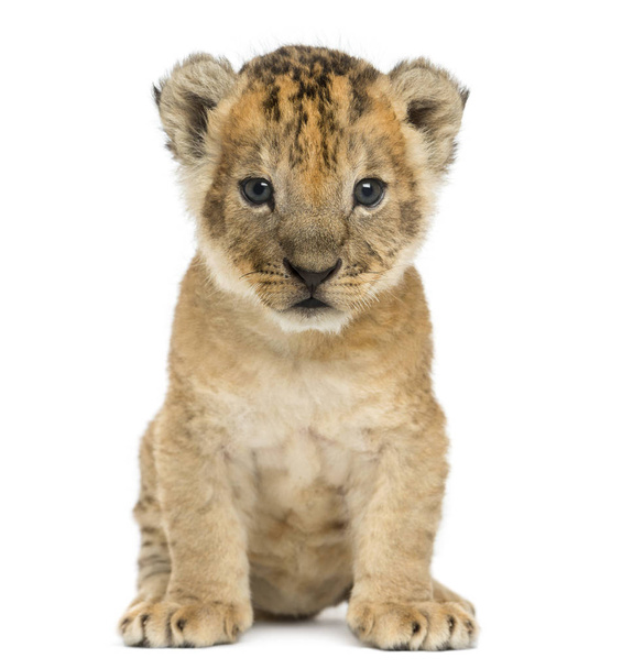 Lion cub ül, néz a kamerába, 16 napos elszigetelt o - Fotó, kép