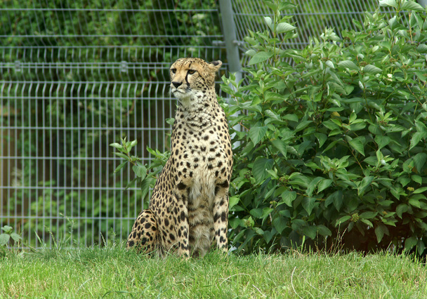 Leopard - Photo, image