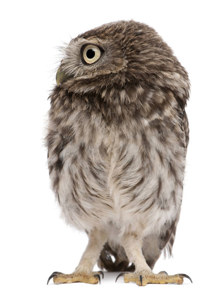 Young owl standing in front of white background - Photo, Image