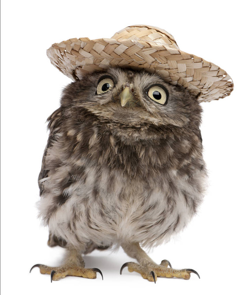 Young owl wearing a hat in front of white background - Photo, Image