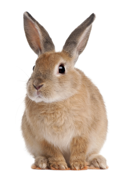 Kaninchen sitzt vor weißem Hintergrund - Foto, Bild