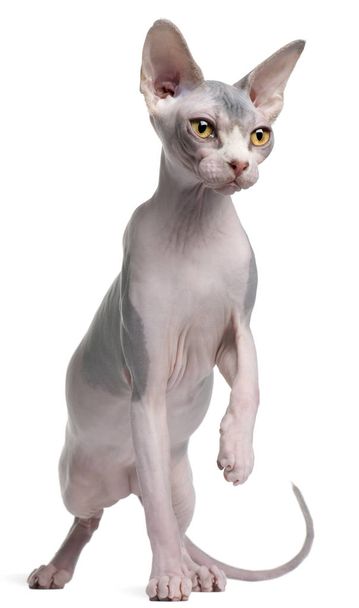 Sphynx kitten, 7 months old, in front of white background - Photo, Image