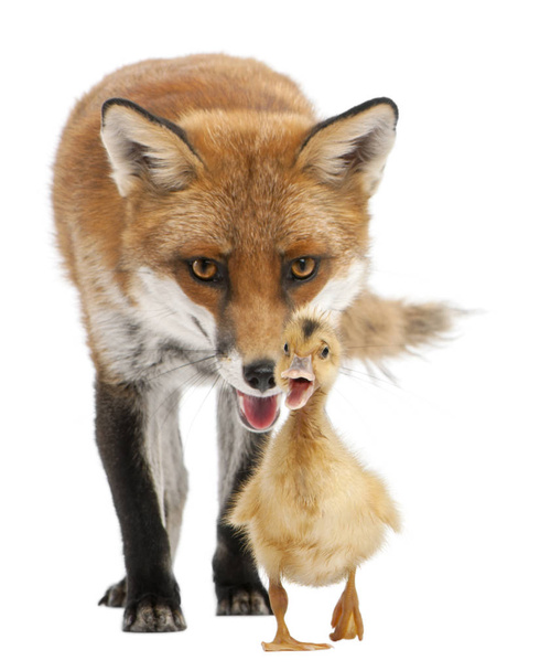 Red Fox, Vulpes vulpes, 4 years old, playing with a domestic duckling in front of white background - Photo, Image
