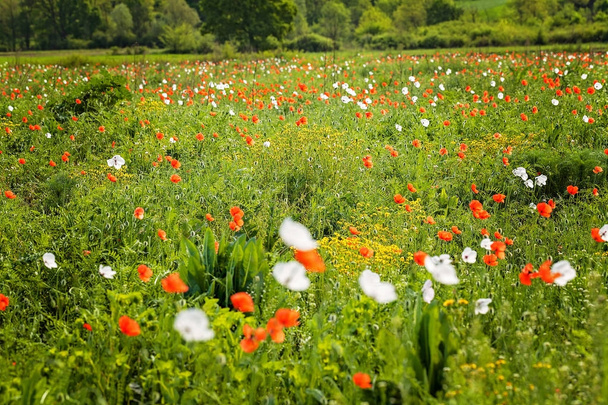 poppy flowers in a field with tall grass around, note shallow depth of field - Photo, Image