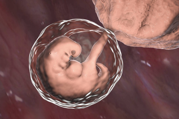 Ciąży. 4 tygodnie zarodka - Zdjęcie, obraz