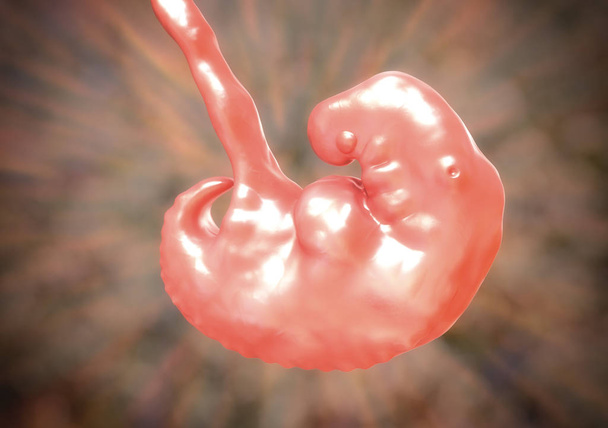 妊娠。4 週間胚 - 写真・画像