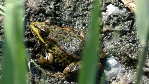 4k - Зелена жаба сидить у бруді і траві
. - Кадри, відео
