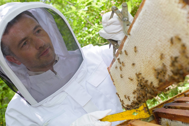 Beekeeper holding frame from hive - Foto, imagen