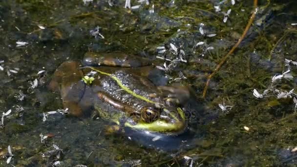 4k - zielona żaba siedzi w błocie. - Materiał filmowy, wideo