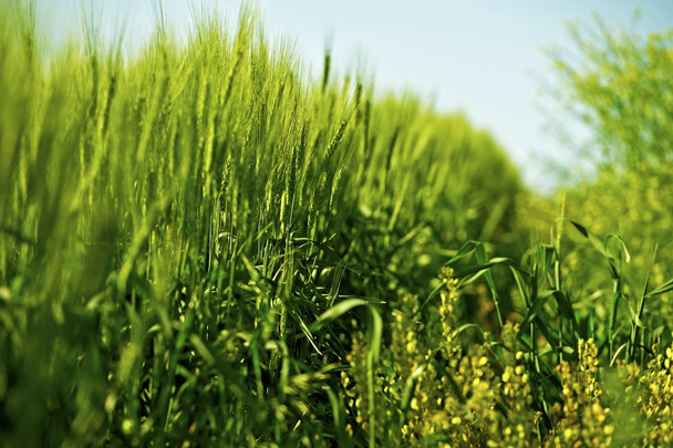 Жито і травами
 - Фото, зображення