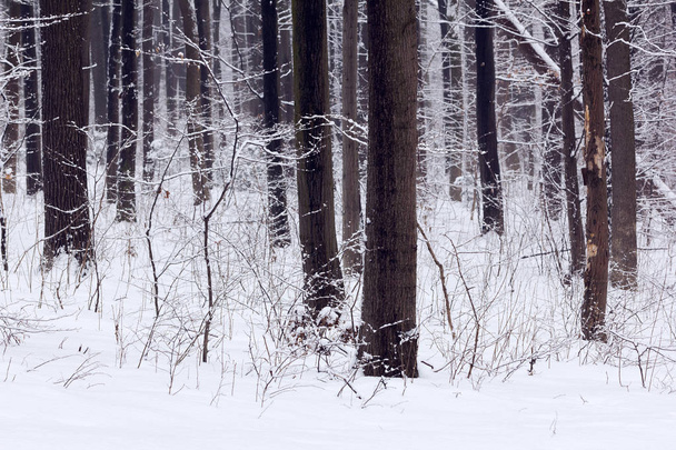 Foresta in un inverno
 - Foto, immagini