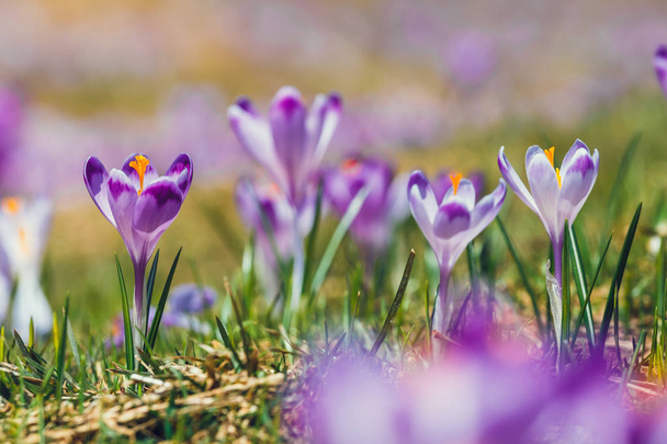 violet Krokussen in het Tatra gebergte, voorjaar bloem bloeien - Foto, afbeelding