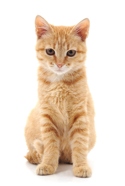 Red little kitten. - Фото, изображение