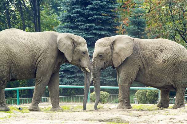 elefantes - Foto, imagen