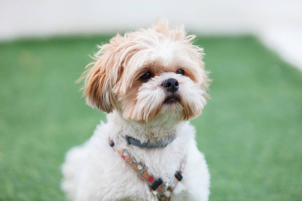 roztomilý pes Shih-Tzu - Fotografie, Obrázek