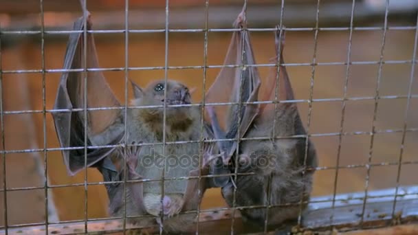 Closeup πυροβόλησε νυχτερίδες φρούτων κρέμονται στο κλουβί του στο ζωολογικό κήπο - Πλάνα, βίντεο