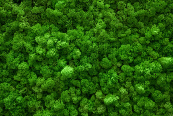 Il muschio verde copriva il terreno. Concetto di fondo natura. Posa piatta, vista dall'alto
. - Foto, immagini