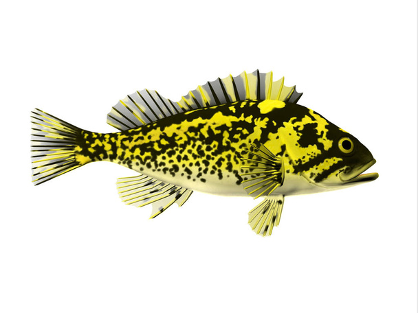Zwarte en gele Rockfish - Foto, afbeelding