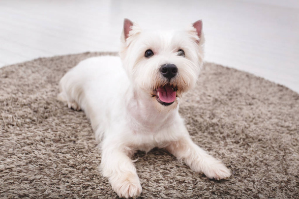 Portrait of White Terrier lying on the mat - Foto, imagen