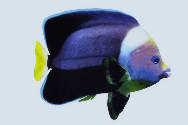 Fluweelzwart Angelfish - Foto, afbeelding