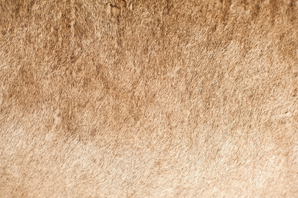 Aslan portre ceket - Fotoğraf, Görsel
