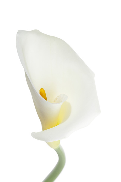 Макро знімок білої кали лілії
 - Фото, зображення