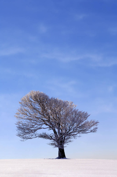 Fagus sylvatica tree in snow landscape, winter season - Foto, Bild