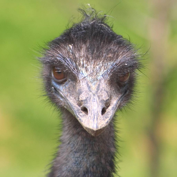 Ostrich Struthio camelus view of head - Zdjęcie, obraz