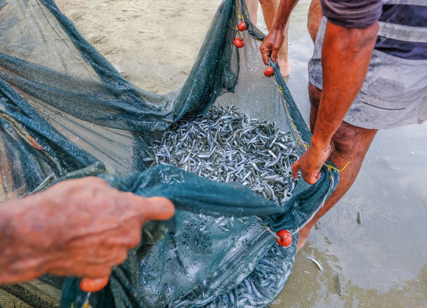 Hejno sledě ryb ulovených v síti na okraji moře o - Fotografie, Obrázek