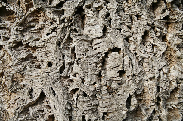 tree trunk, close up shot - Foto, afbeelding