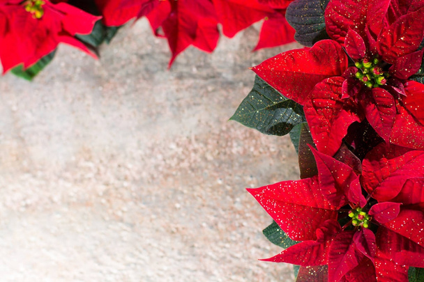 Boże Narodzenie gwiazda poinsettia biało -czerwone kwiaty, kolorowe rustykalne tło Boże Narodzenie z kopii przestrzeni, dowolny tekst - Zdjęcie, obraz
