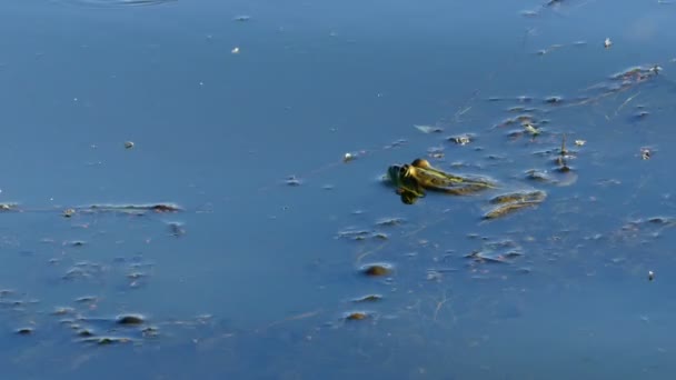 Kikker opleggen aan het oppervlak van het water. - Video