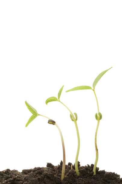 Саженцы мунгбобов
 - Фото, изображение
