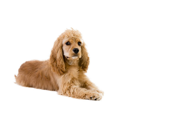 かわいいゴールデンのコッカー ・ スパニエル子犬 - 写真・画像
