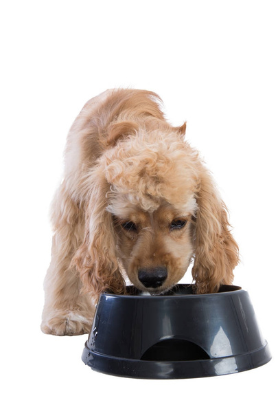 Cute cocker spaniel eating dog food from a bowl - Photo, image