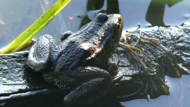 池の中に座っている 1 つの緑のカエル. - 映像、動画