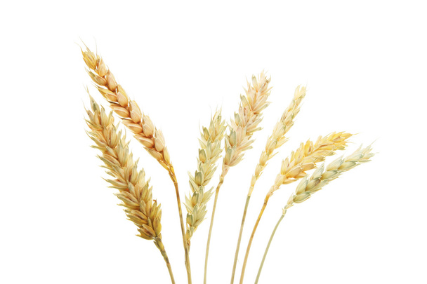 小麦の穂 - 写真・画像