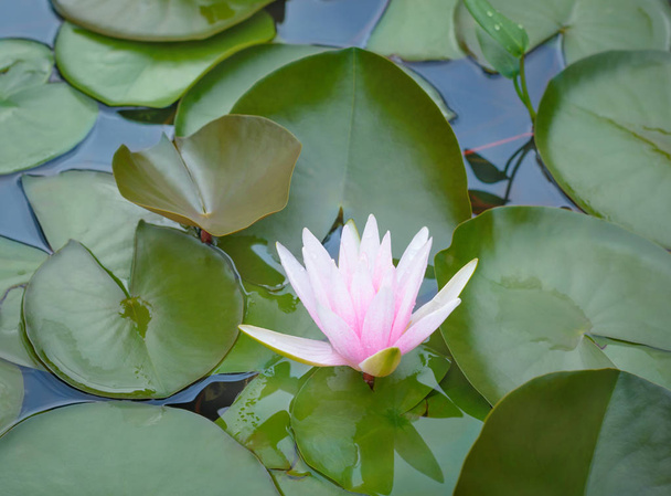 Water-lily of pink color - Photo, Image