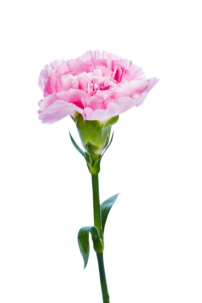 hermosa flor de clavel en un fondo blanco
 - Foto, imagen