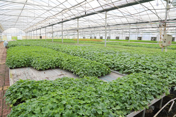 Greenhouse Agriculture - Photo, Image