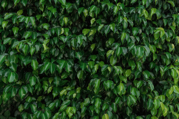 Green leaves texture, foliage backdrop - Foto, Imagem