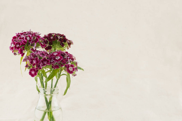 Donker rode sweet william bloemen in vaas met kopie ruimte - Foto, afbeelding