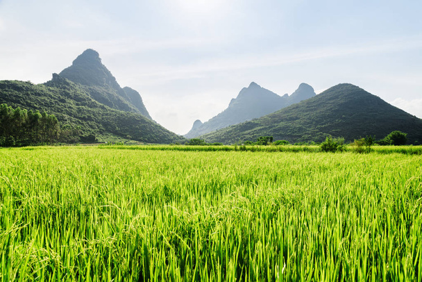 Amazing bright green rice field and scenic karst mountains - Foto, immagini