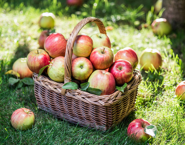 Урожай яблок. Спелые красные яблоки в корзине на зеленой траве. - Фото, изображение