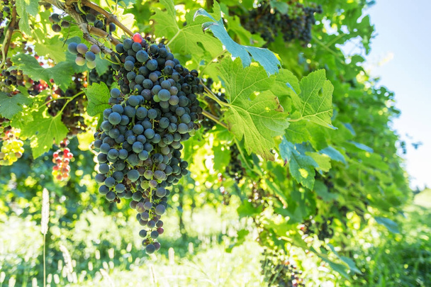 Wine grapes on the vine. - Valokuva, kuva