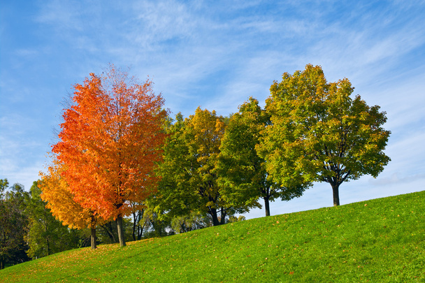Arbres d'automne colorés
 - Photo, image