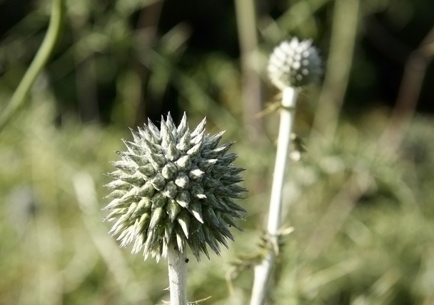 Planta espinosa
 - Foto, Imagen
